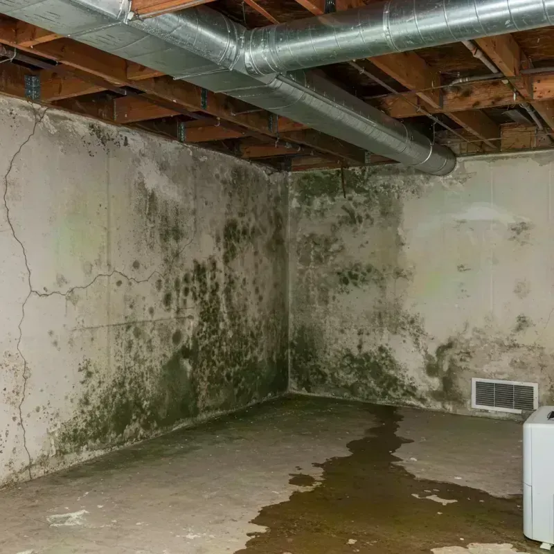 Professional Mold Removal in Montgomery City, MO